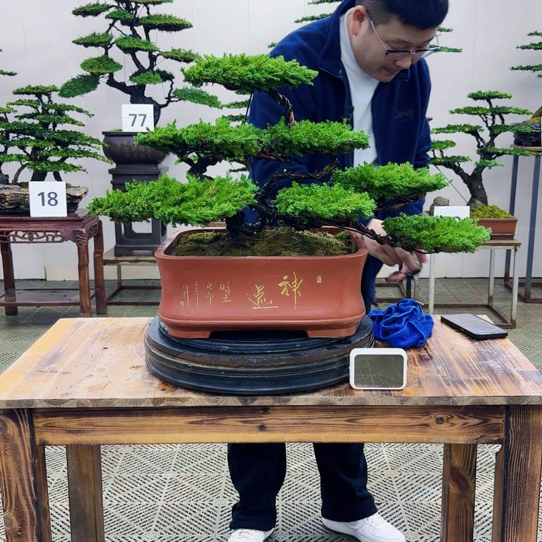 盆景柏树造型盆景