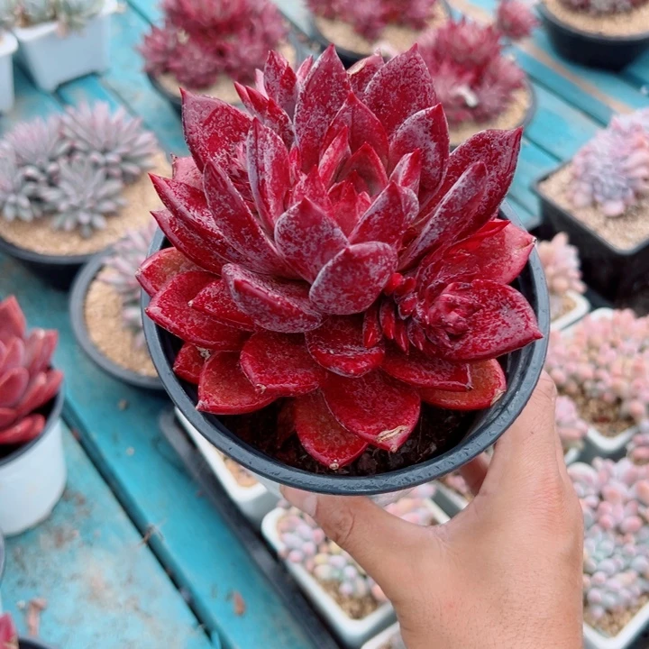 精品多肉植物老桩随机发红糖卡