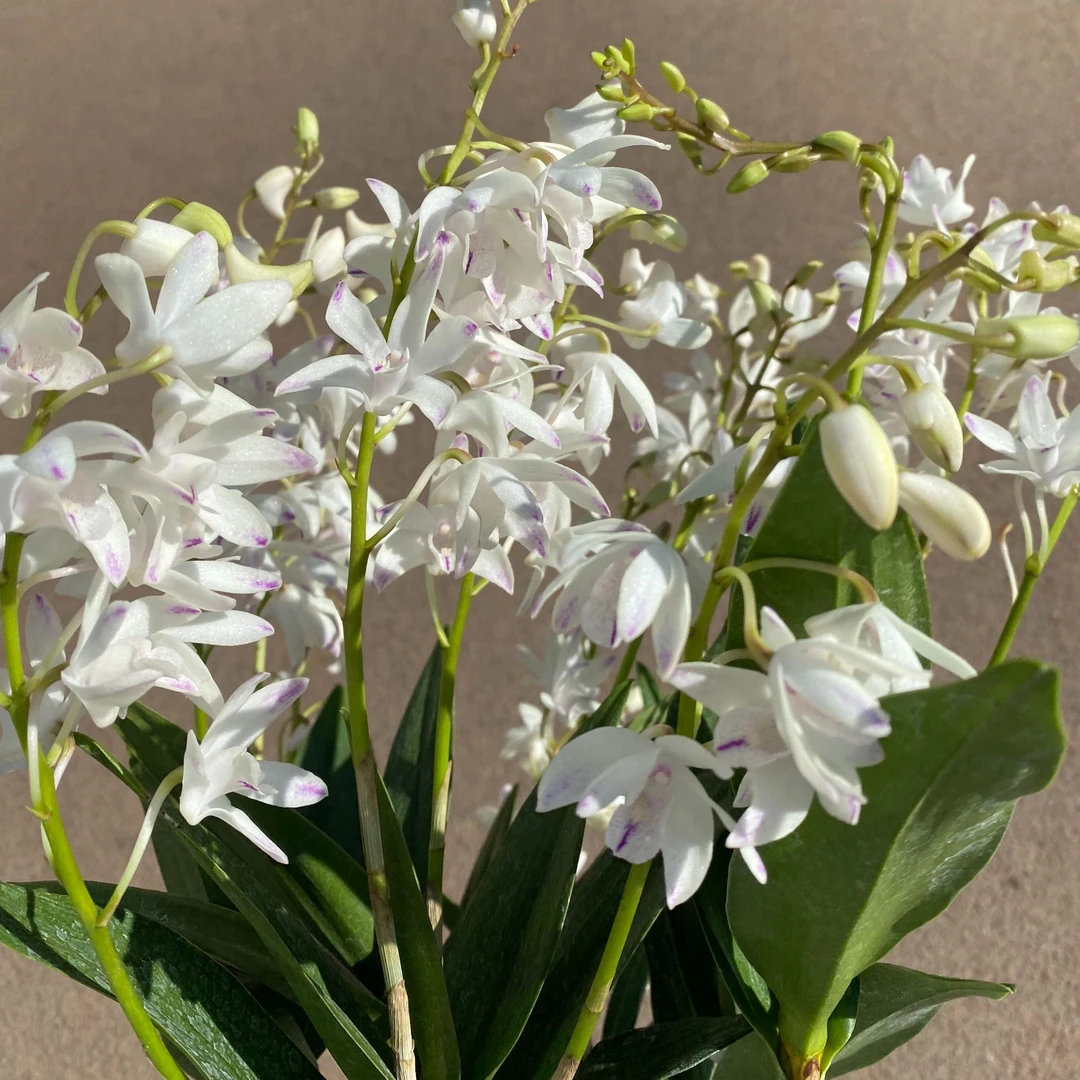 白色大明石斛兰盆栽5年大苗多年生好养香水石斛室内带香味石斛花