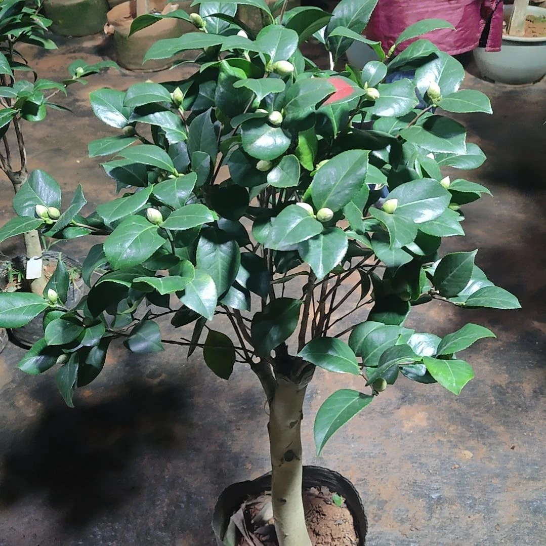 全部花苞蓝樱不包邮