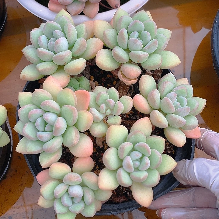 泡泡糖群群一物一拍