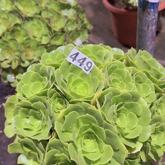 ꧁***꧂多肉植物一个绿玫瑰