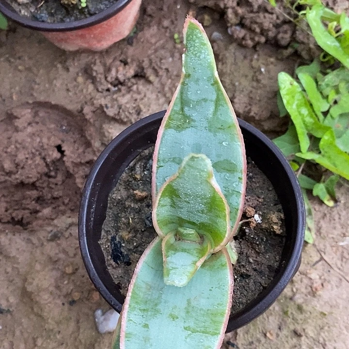完美主义者勿拍银芳锦芦荟