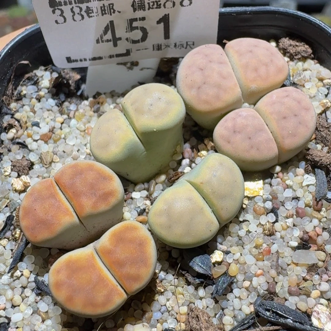 Ssss精品生石花451