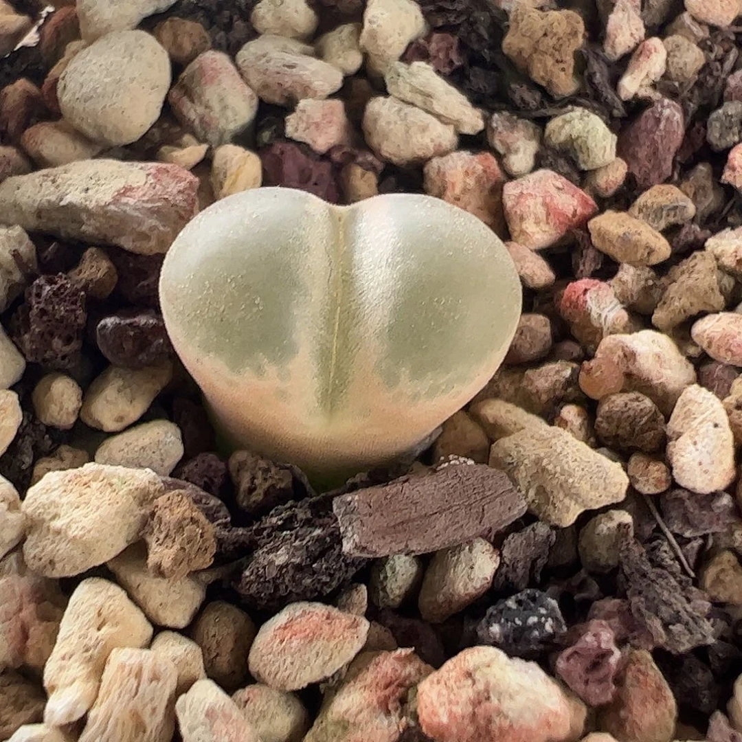 一物一拍10Km脱土发892