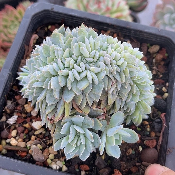 白茶缀10251多肉植物