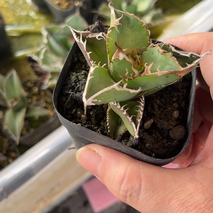 十****蓉追星龙舌兰仁王冠