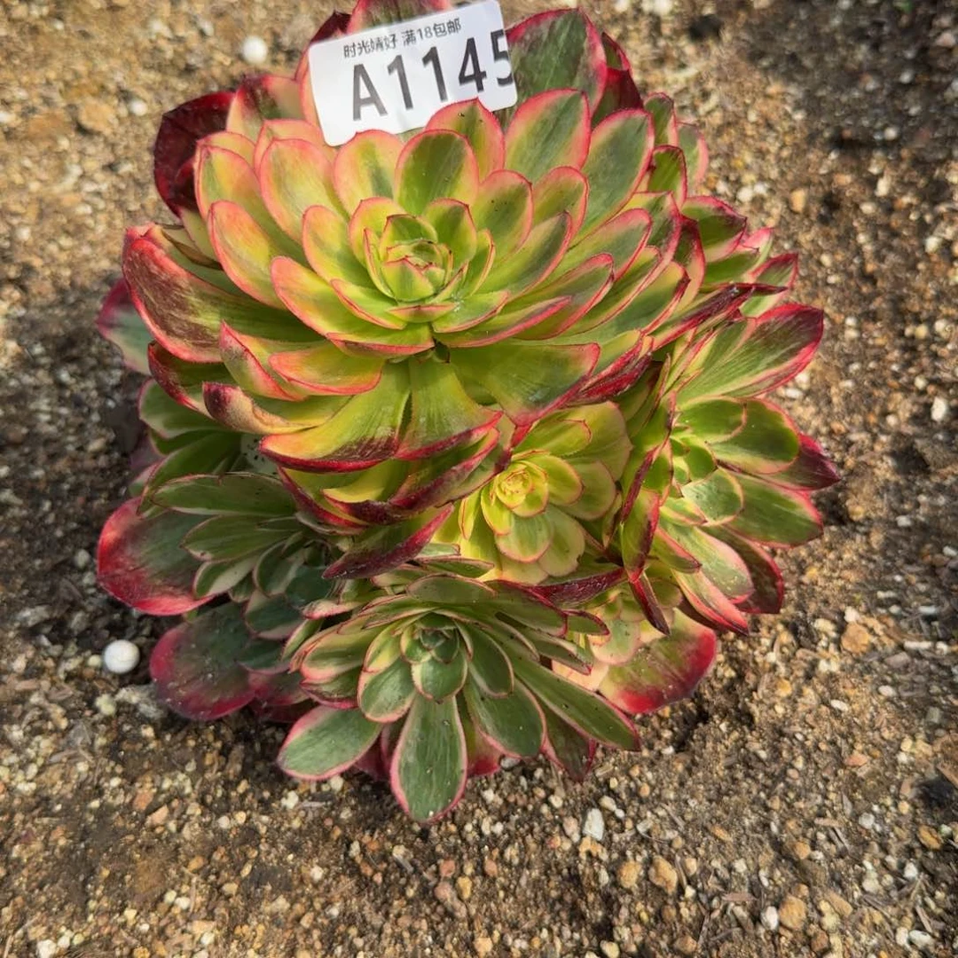 1445不知道是啥 多肉植物