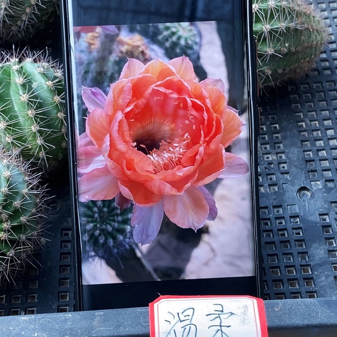 彩 温柔侧芽歪20包邮/5公分