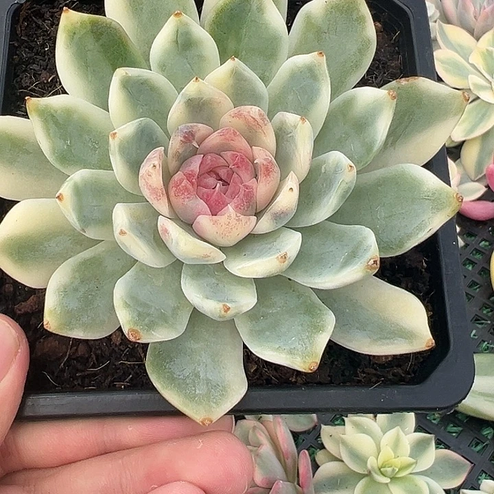 紫薯锦多肉植物饭