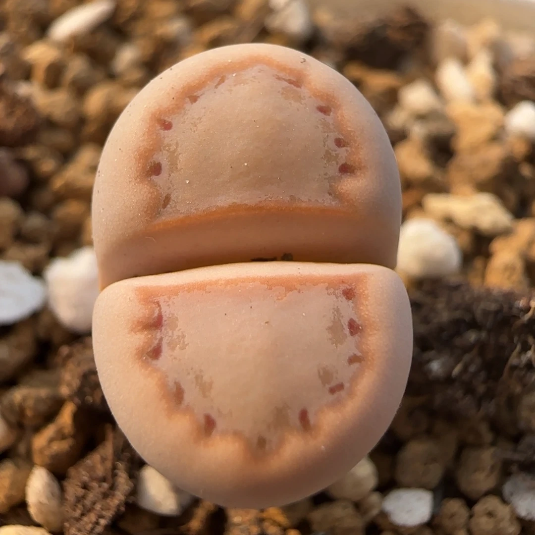 11.10。爱萌c216饼干生石花。8037