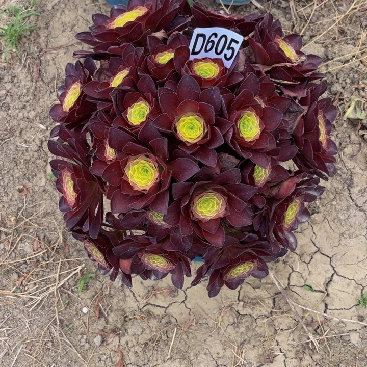 魅金法师13/外包邮法师