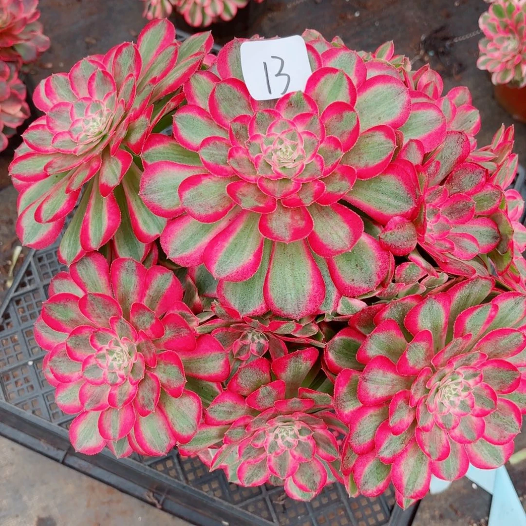 一物一拍多肉法师13