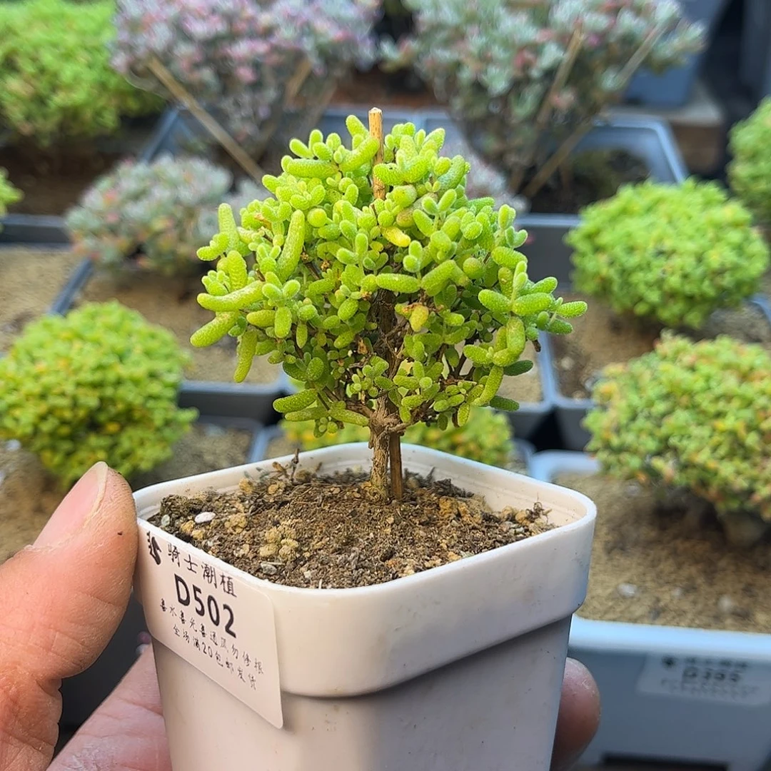 502蜜橘糖球枝干多肉