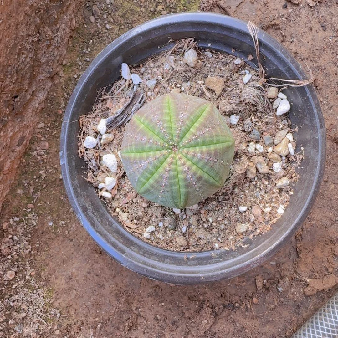 ****猪块根植物块根植物