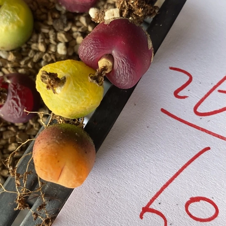 2670一组3颗一组