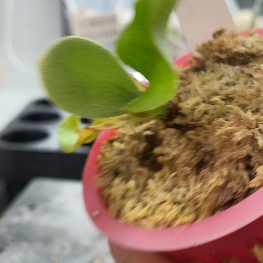 无花朵蓝月鹿角蕨