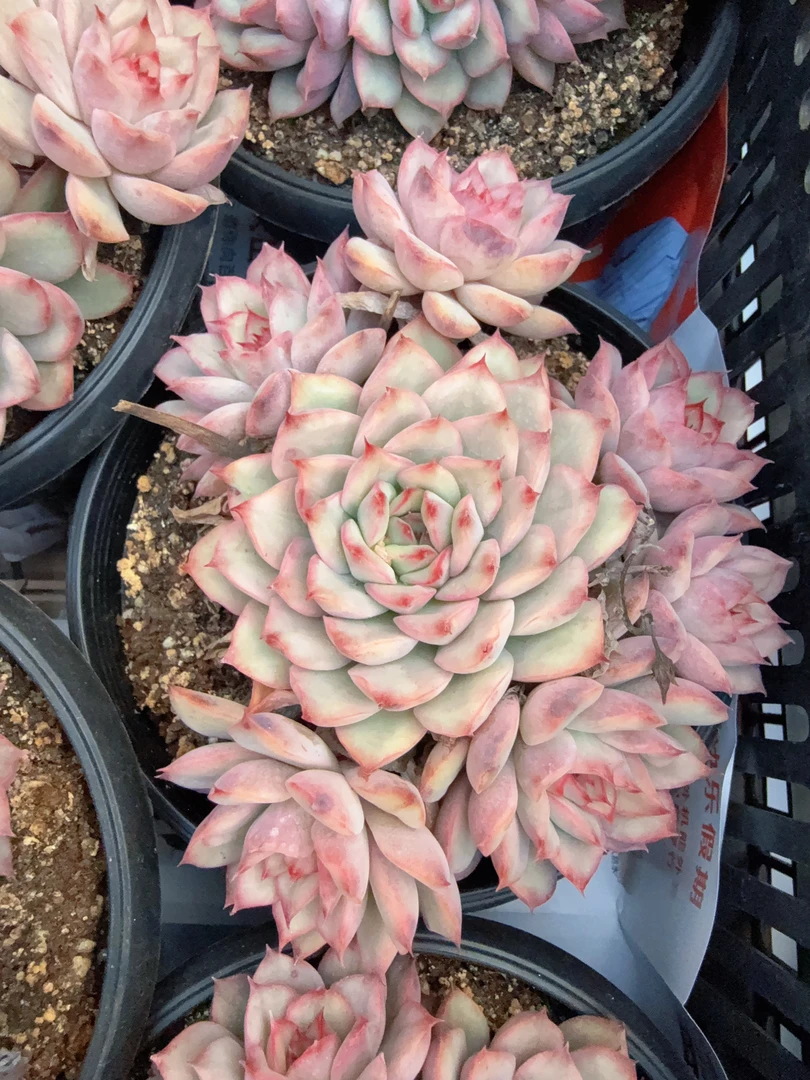 160#多头B款花月夜锦无砍（9-14cm）脱土