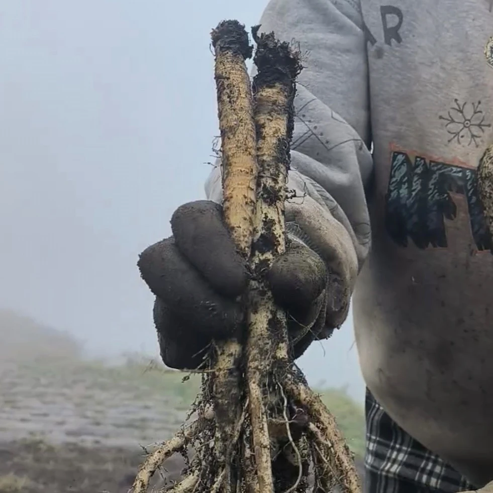 2025年的甘肃白条党参高性价比适合煲汤泡酒自用的（鲜货）