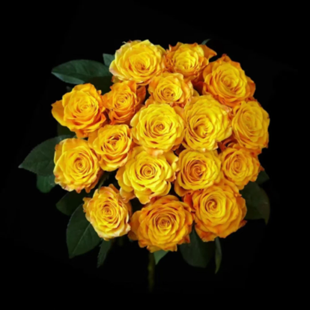 【香羿鲜花】黄金海岸玫瑰/同城免费配送