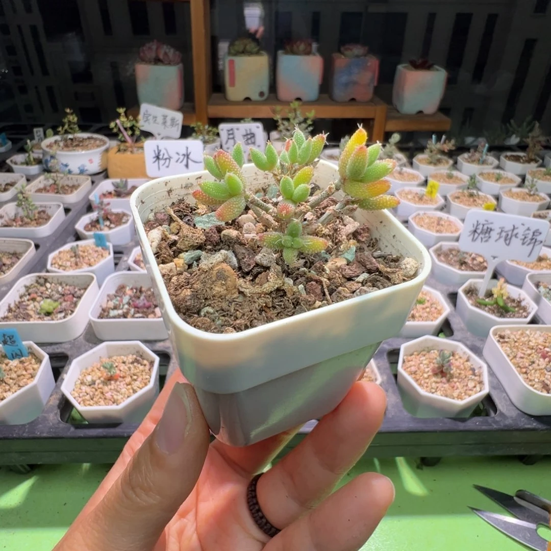 福利，2972彩虹兔耳，近两年，实拍下不退不换