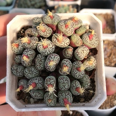 多肉肉锥 32头猴脸纹墨小锥