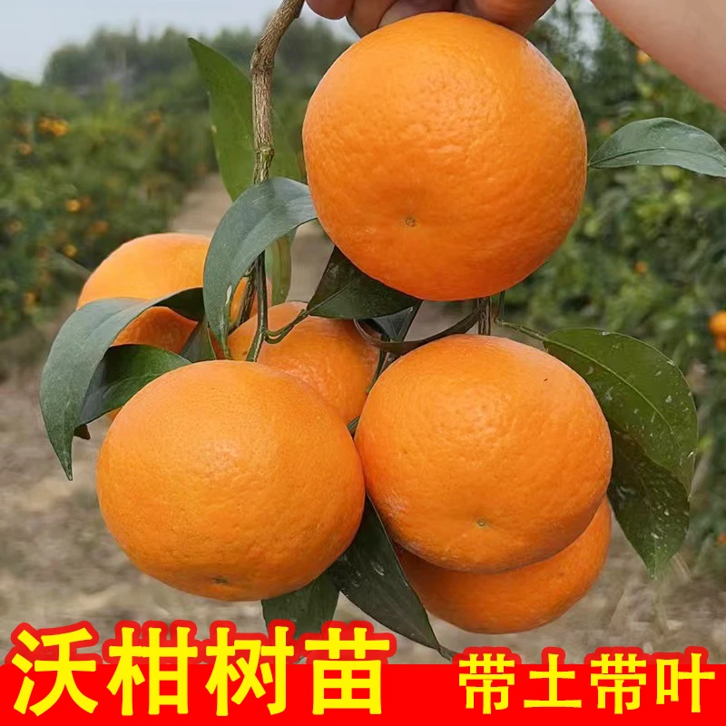 沃柑树苗带土带叶嫁接苗南方种植柑橘苗盆栽地栽庭院果树皇帝柑苗