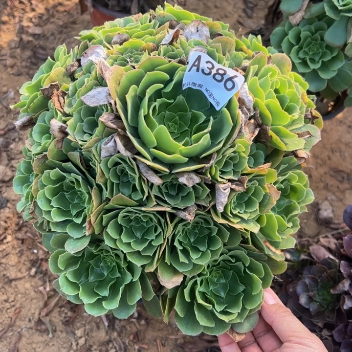 绿杨蓉多肉植物386.