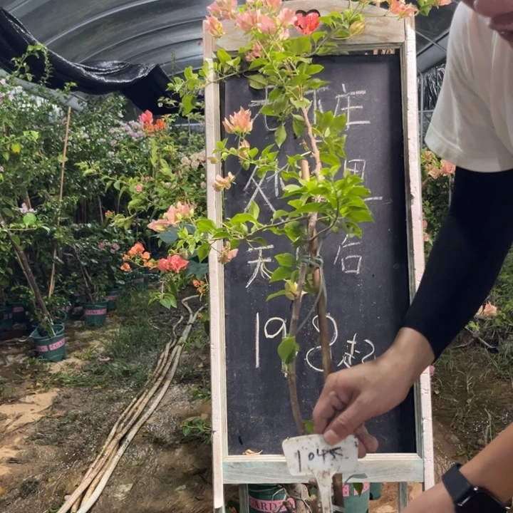 无花朵三角梅三角梅1045