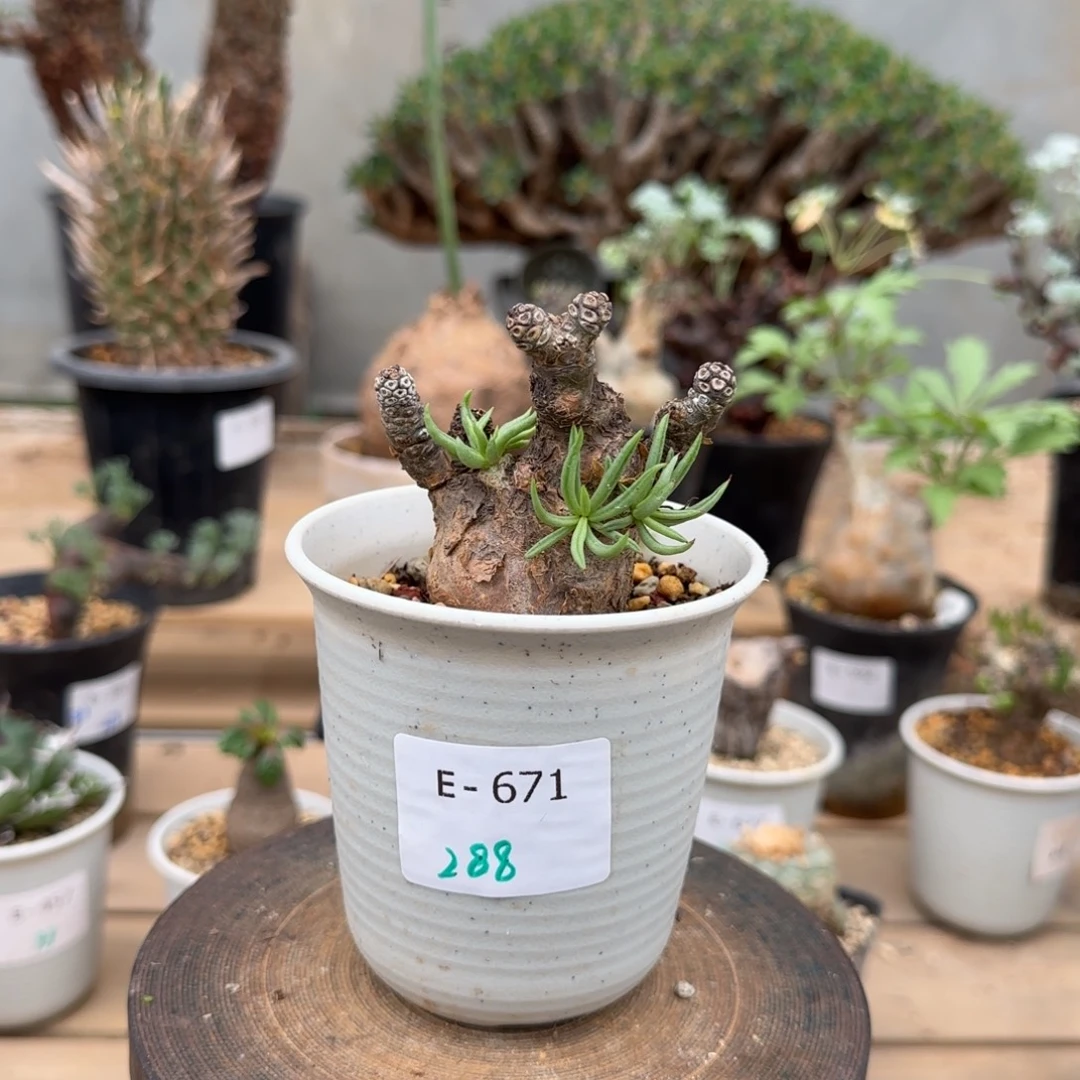 671白象奇峰锦块根植物