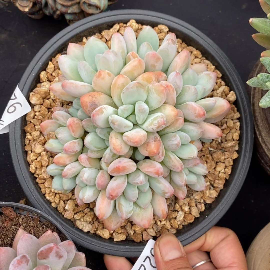 勿秒拍秒退 922-83香水宝贝