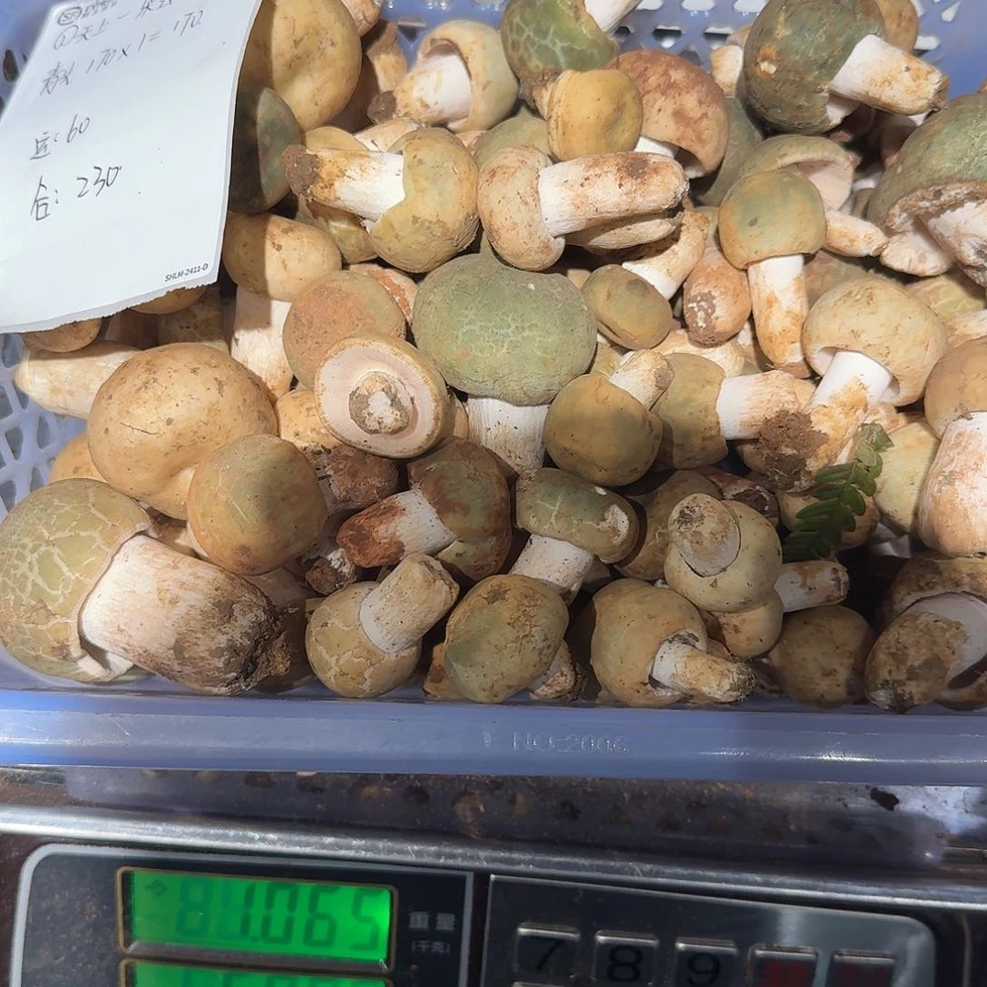 天***芸青头菌中国大陆菌子