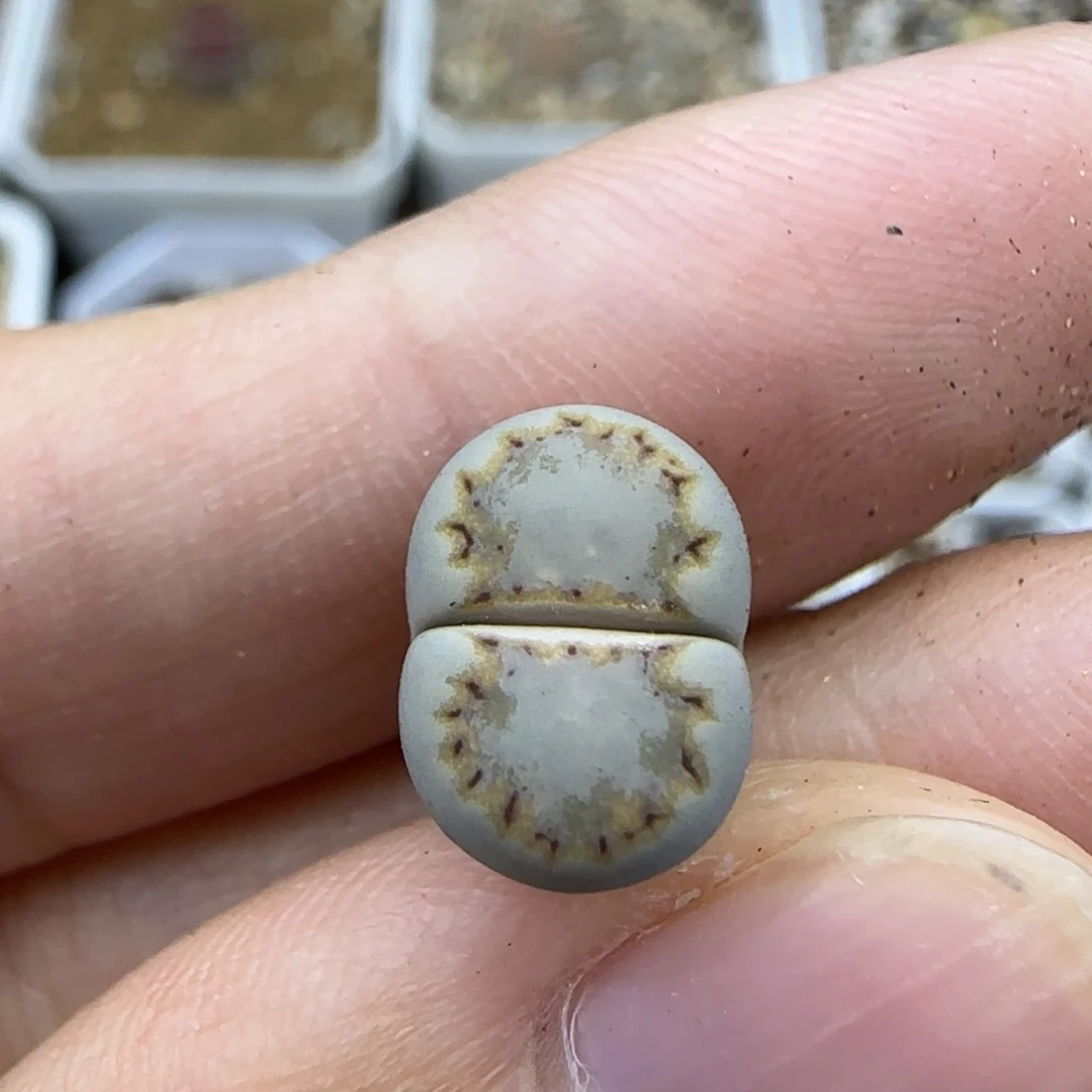 167二蜕饼干清框福利30包邮