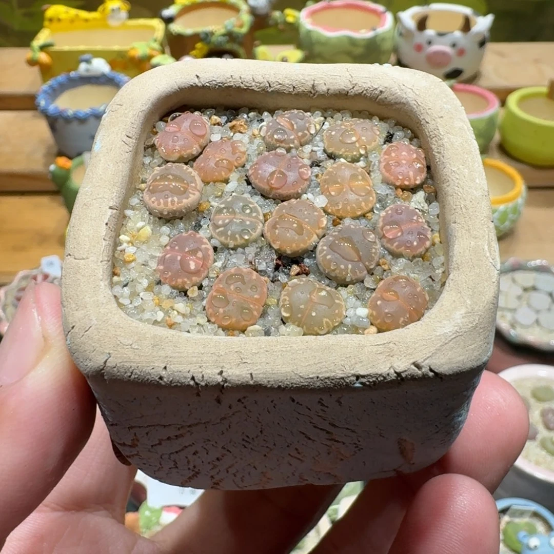 蘑菇1176橄榄彩拼多肉植物