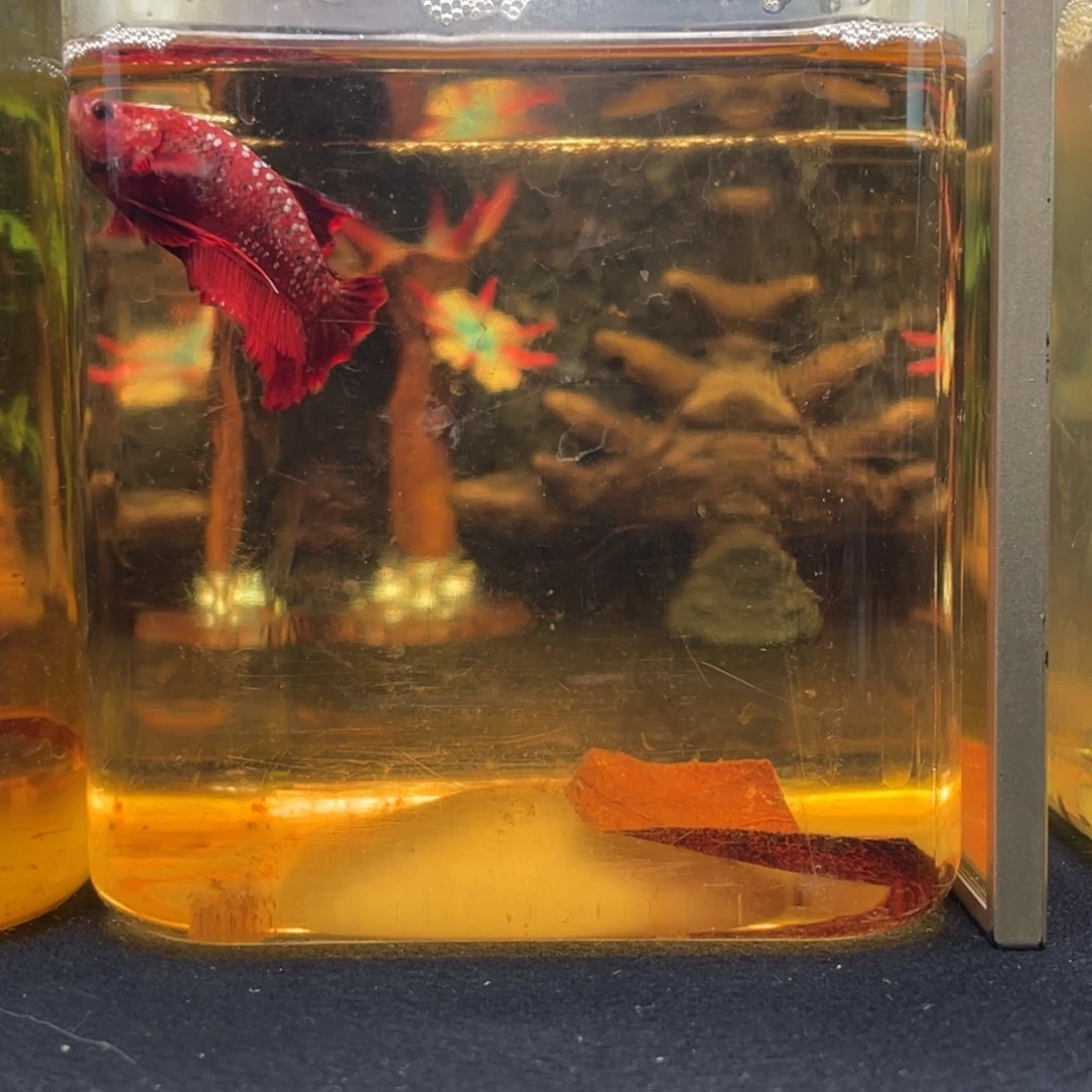 斗鱼十一月九日竞价