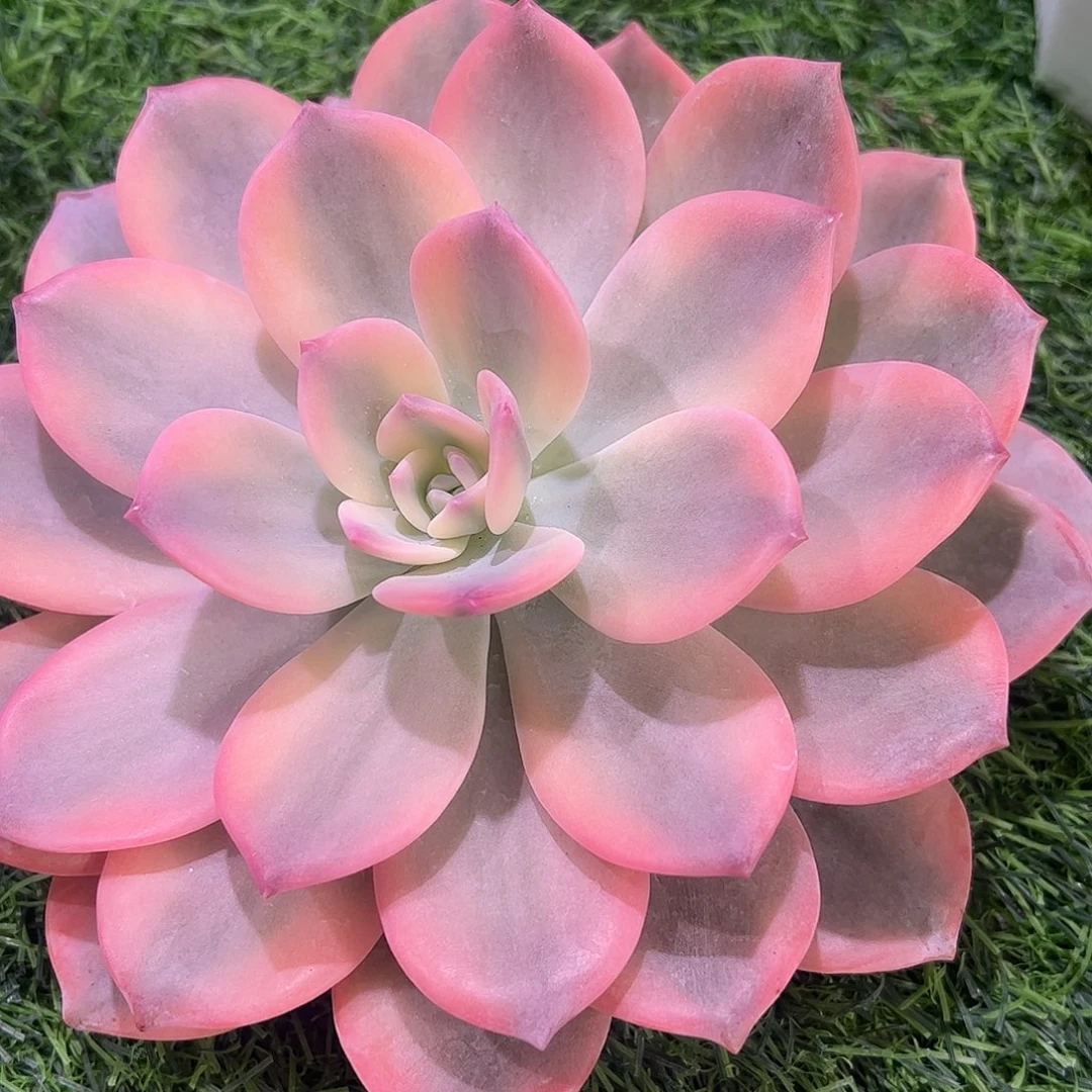 二***包多肉植物多肉植物