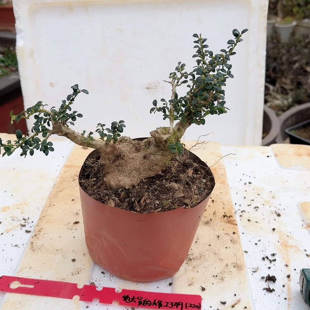 珍珠黄杨盆栽素材