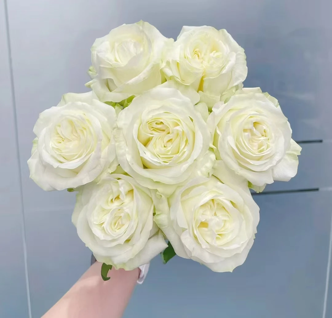 白荣耀  四季灌木月季