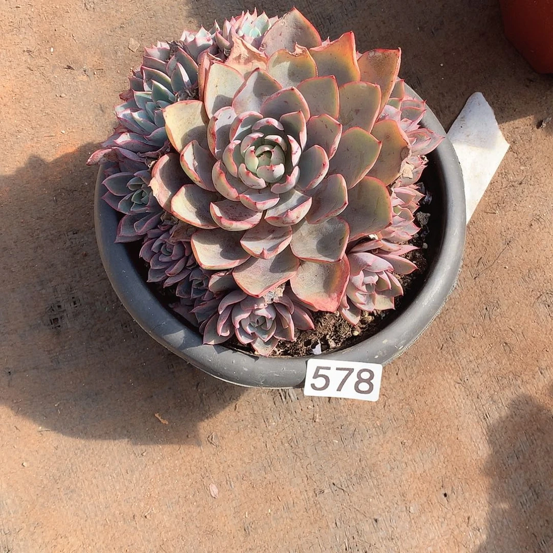 578赫拉 一物一拍多肉