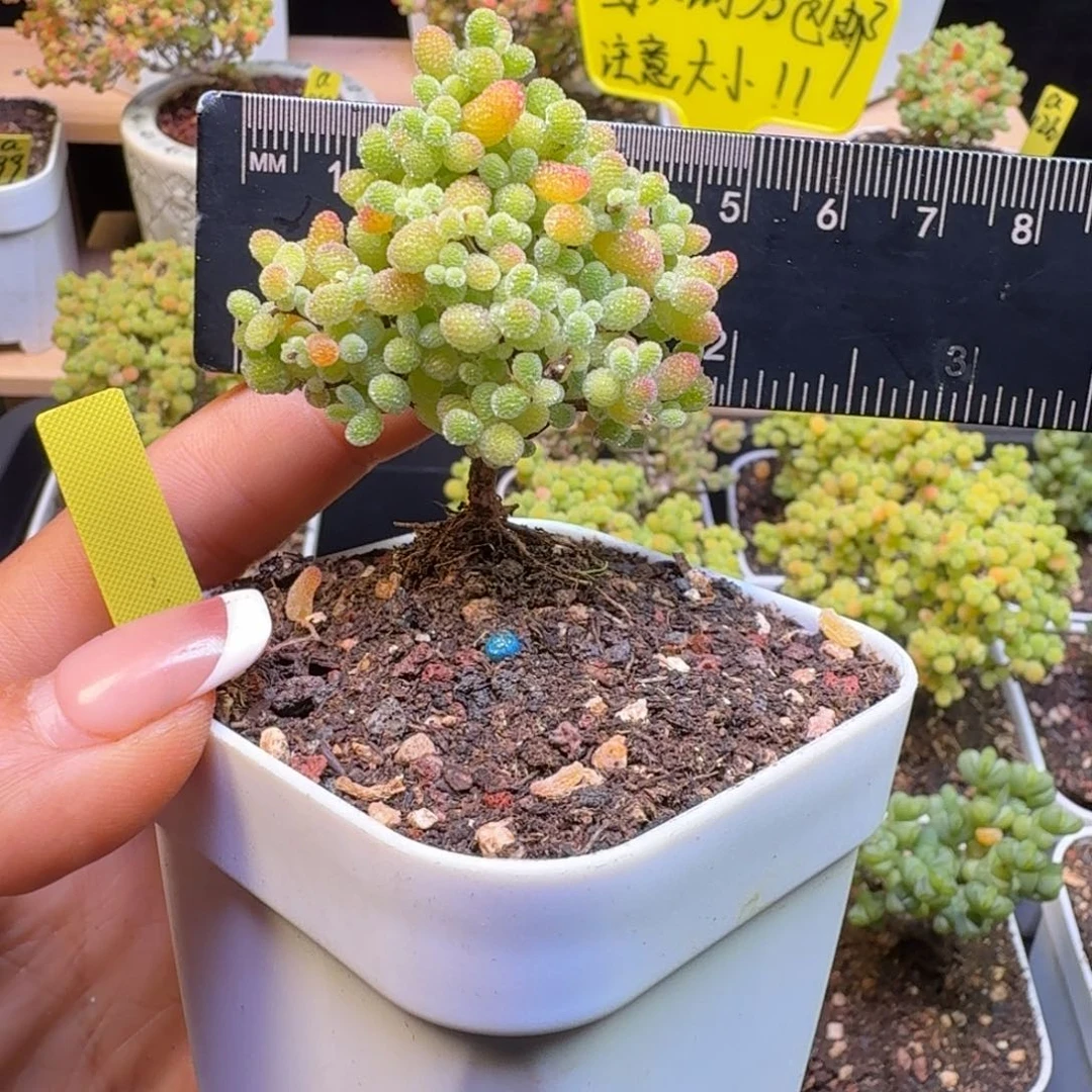 a324号橘子糖冠服5厘米左右圣诞树造型