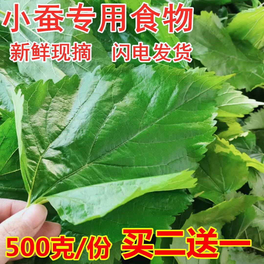 桑叶新鲜养蚕学生养蚕宝宝套养蚕专用蚕叶装新鲜桑蚕叶广东发货