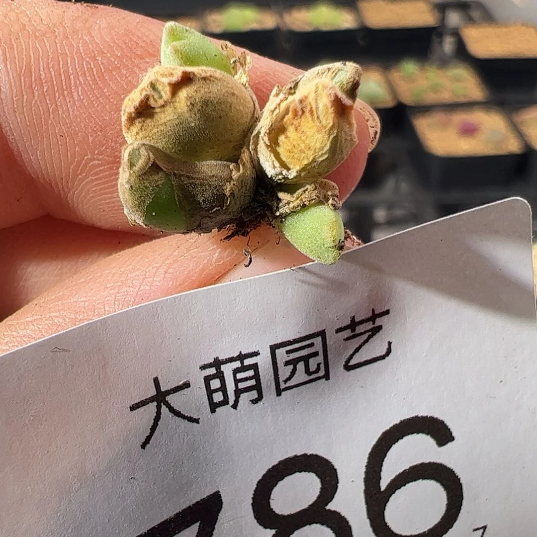0000786 一物一拍……