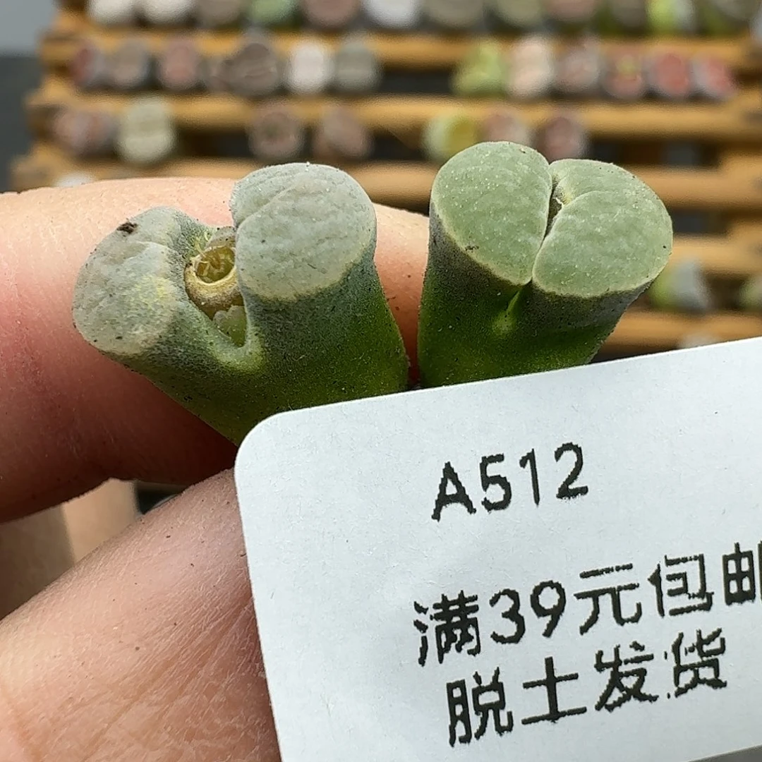 512多肉哈哈哈哈哈哈哈