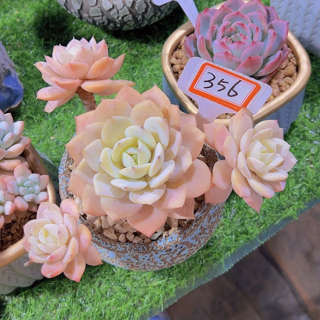 深****羊356恋曲28元元元元