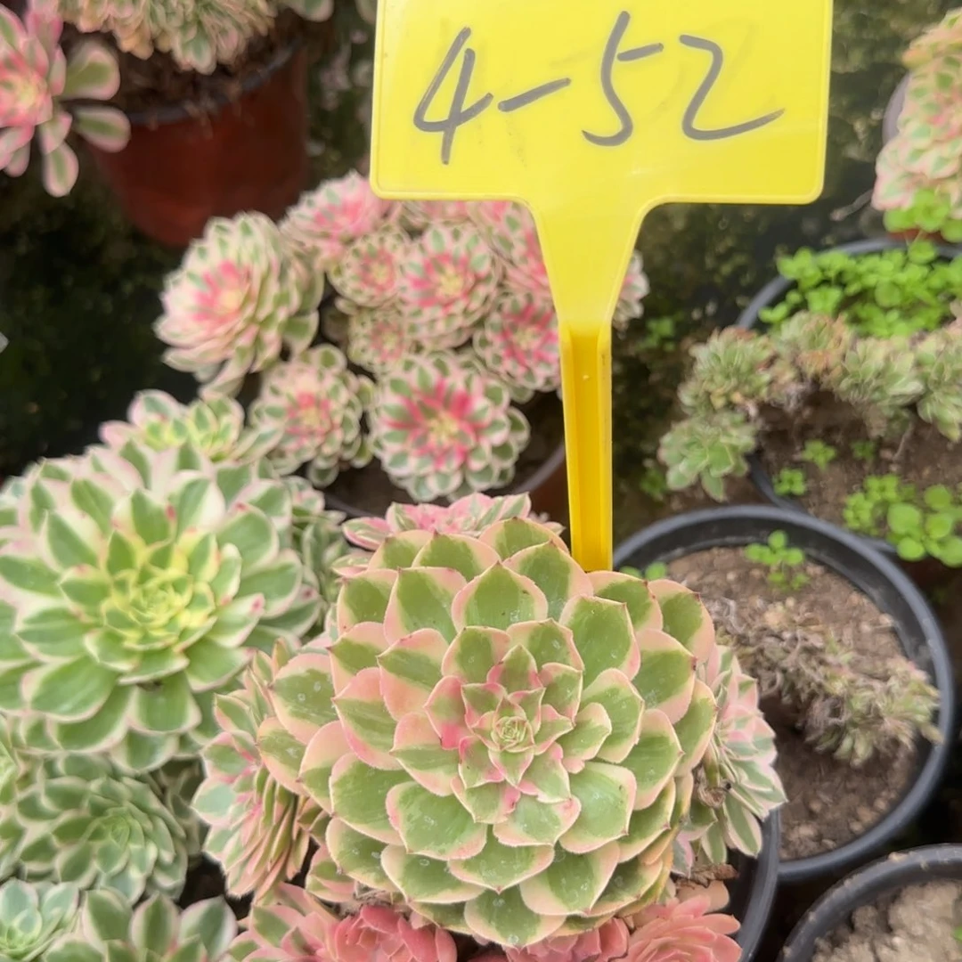 4-52-+-云荷多头多肉植物