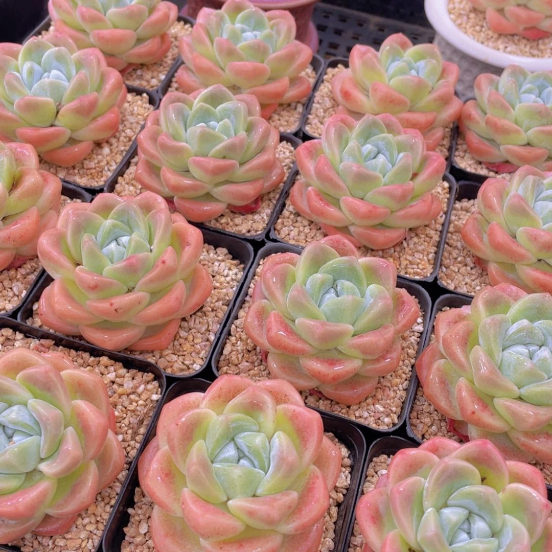 量拍2号 肥胖樱花钻石冰玉大单头一个