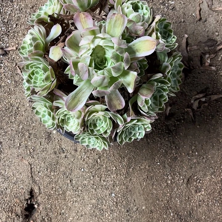 月***儿多肉植物海王锦……
