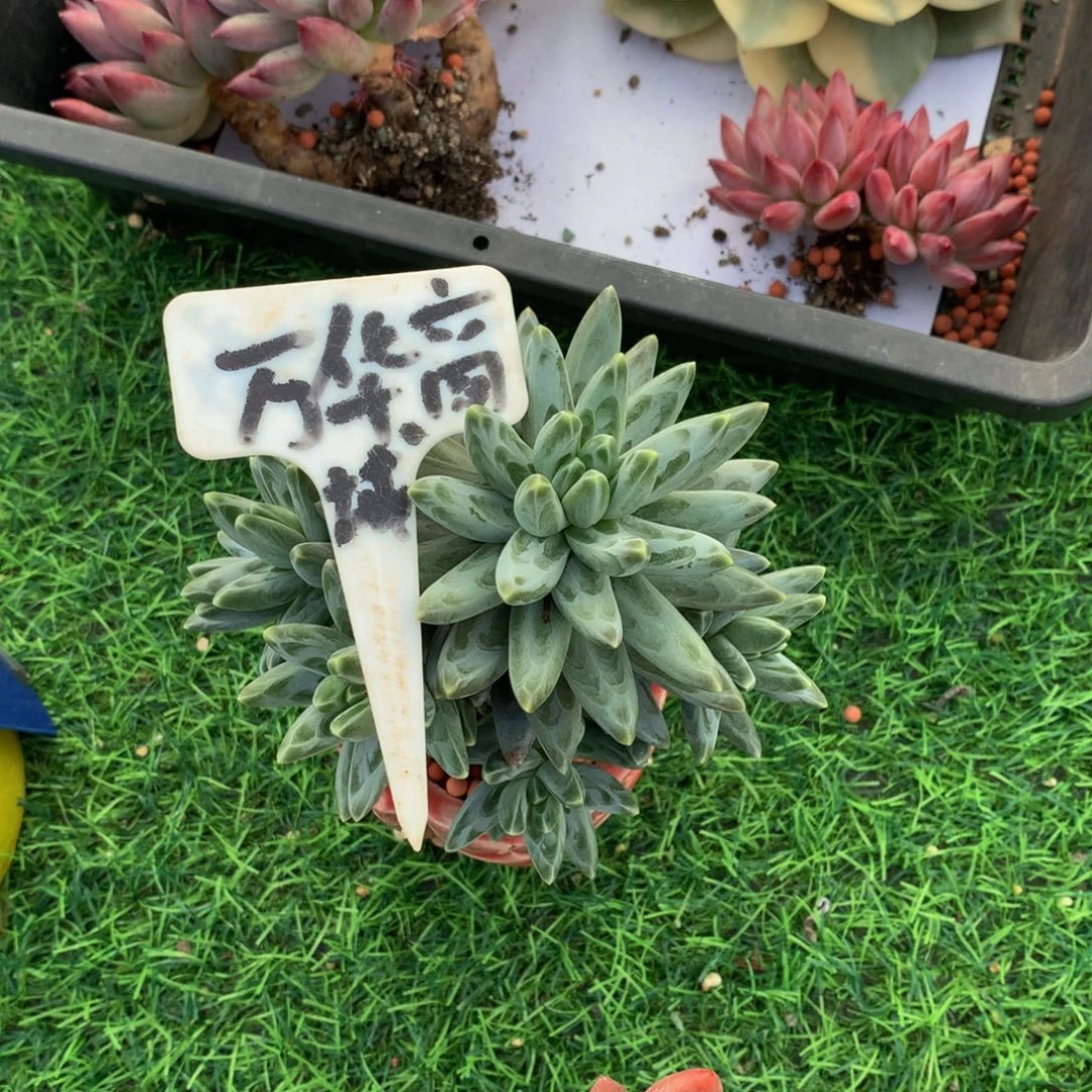 哎***呀乌拉克拉多肉植物6733773737