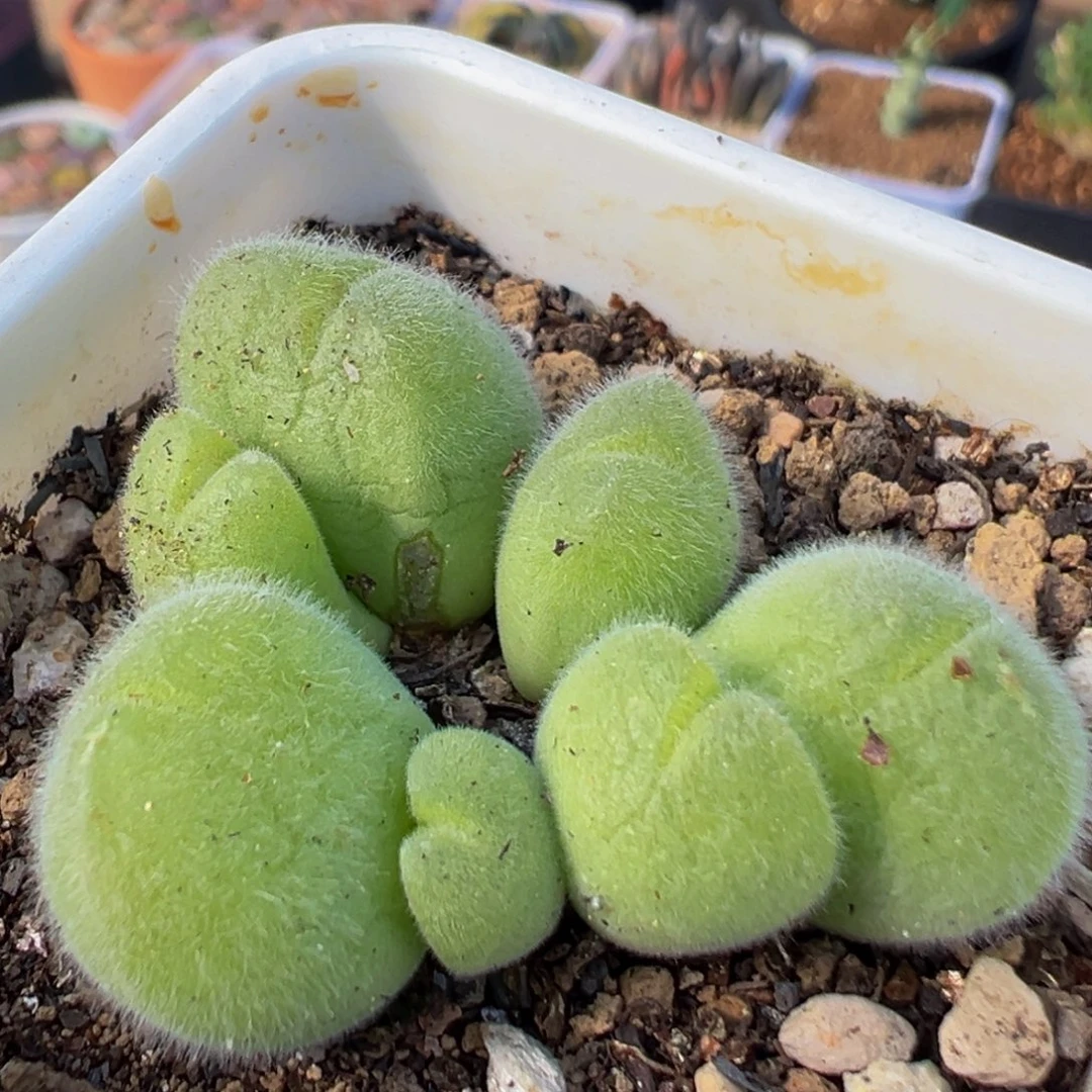 44多肉植物百科植物