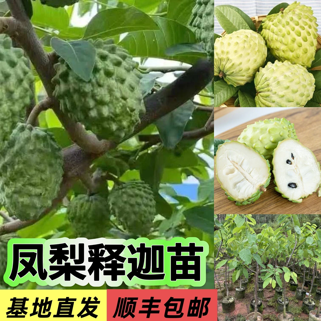 平攸苗台湾凤梨释迦果树苗大果四季可种纯甜庭院
